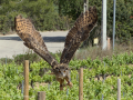 Taller de Rapaces