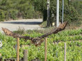 Taller de Rapaces