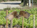 Taller de Rapaces