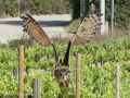 Taller de Rapaces