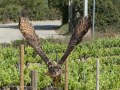 Taller de Rapaces