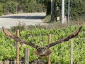 Taller de Rapaces