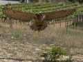 Taller de Rapaces