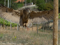 Taller de Rapaces