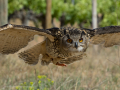 Taller de Rapaces