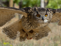 Taller de Rapaces