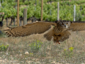 Taller de Rapaces