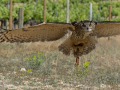 Taller de Rapaces
