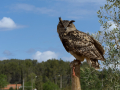 Taller de Rapaces