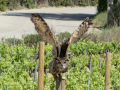 Taller de Rapaces