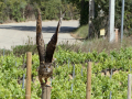 Taller de Rapaces