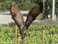 Taller de Rapaces