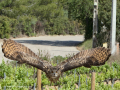 Taller de Rapaces
