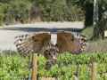 Taller de Rapaces