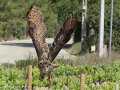 Taller de Rapaces