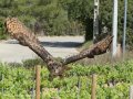 Taller de Rapaces