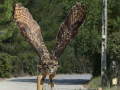 Taller de Rapaces