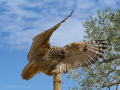 Taller de Rapaces