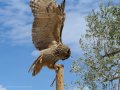 Taller de Rapaces