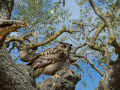 Taller de Rapaces