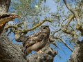 Taller de Rapaces