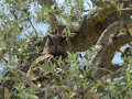 Taller de Rapaces