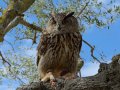 Taller de Rapaces
