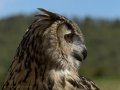 Taller de Rapaces
