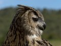 Taller de Rapaces
