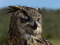 Taller de Rapaces