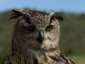Taller de Rapaces