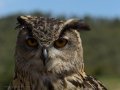 Taller de Rapaces