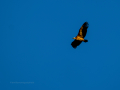 Buitre leonado - Gyps fulvus - Voltor comú