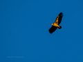 Buitre leonado - Gyps fulvus - Voltor comú