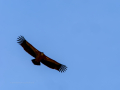 Buitre leonado - Gyps fulvus - Voltor comú