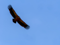 Buitre leonado - Gyps fulvus - Voltor comú