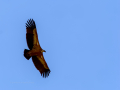 Buitre leonado - Gyps fulvus - Voltor comú