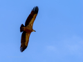 Buitre leonado - Gyps fulvus - Voltor comú