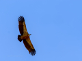 Buitre leonado - Gyps fulvus - Voltor comú