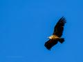 Buitre leonado - Gyps fulvus - Voltor comú