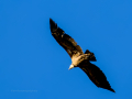 Buitre leonado - Gyps fulvus - Voltor comú