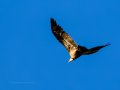 Buitre leonado - Gyps fulvus - Voltor comú