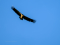 Buitre leonado - Gyps fulvus - Voltor comú