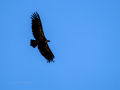 Buitre leonado - Gyps fulvus - Voltor comú