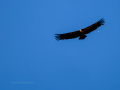 Buitre leonado - Gyps fulvus - Voltor comú