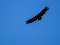 Buitre leonado - Gyps fulvus - Voltor comú