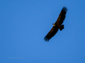 Buitre leonado - Gyps fulvus - Voltor comú