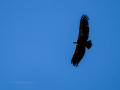 Buitre leonado - Gyps fulvus - Voltor comú