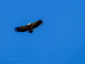 Buitre leonado - Gyps fulvus - Voltor comú