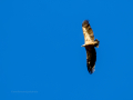 Buitre leonado - Gyps fulvus - Voltor comú